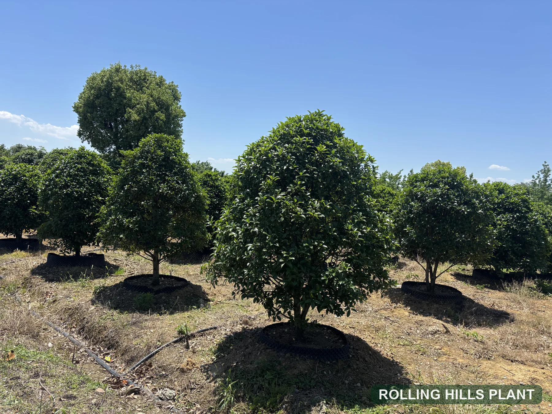 Osmanthus fragrans shrubs nursery stock