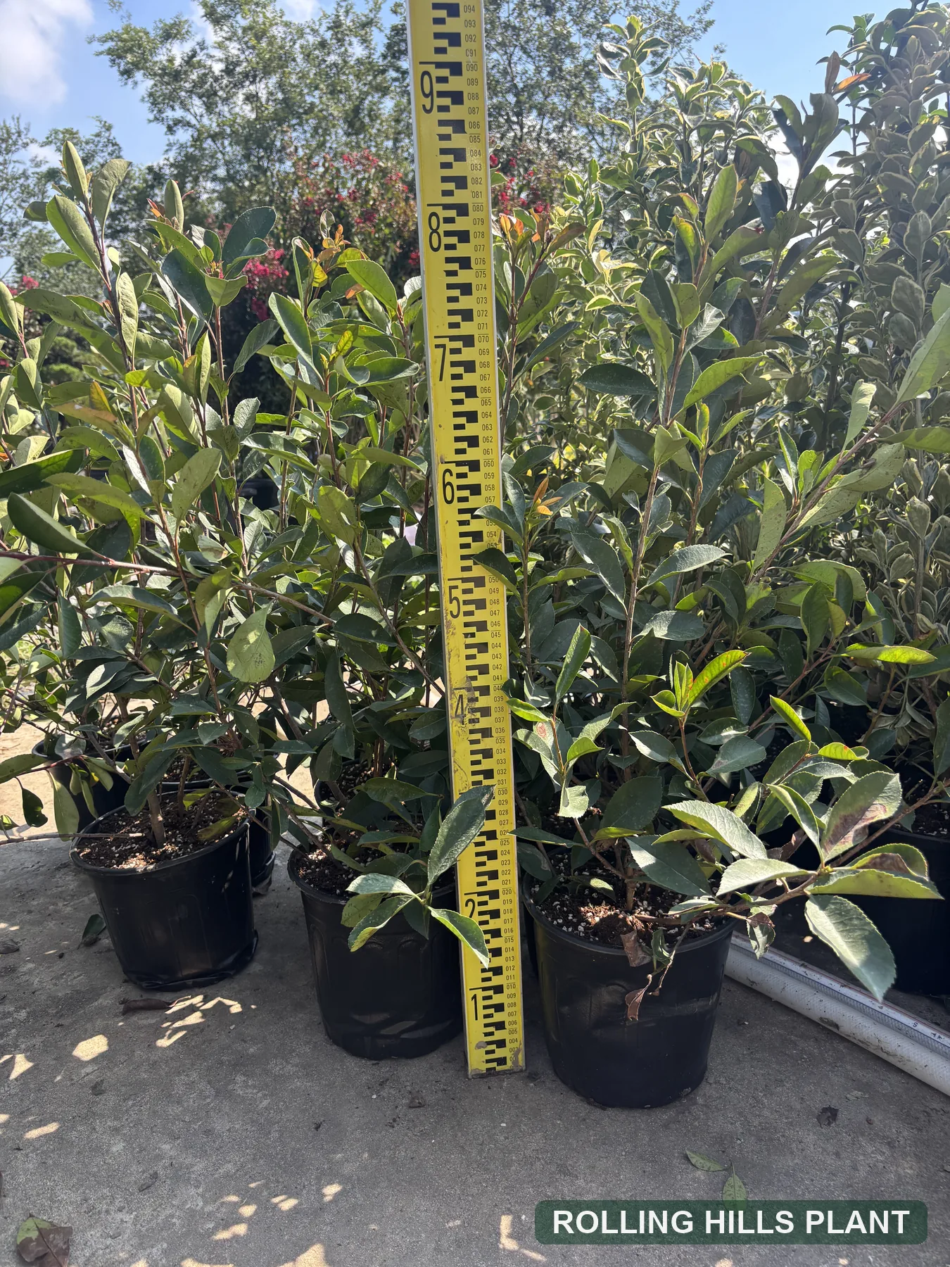 Photinia spp. shrubs nursery stock