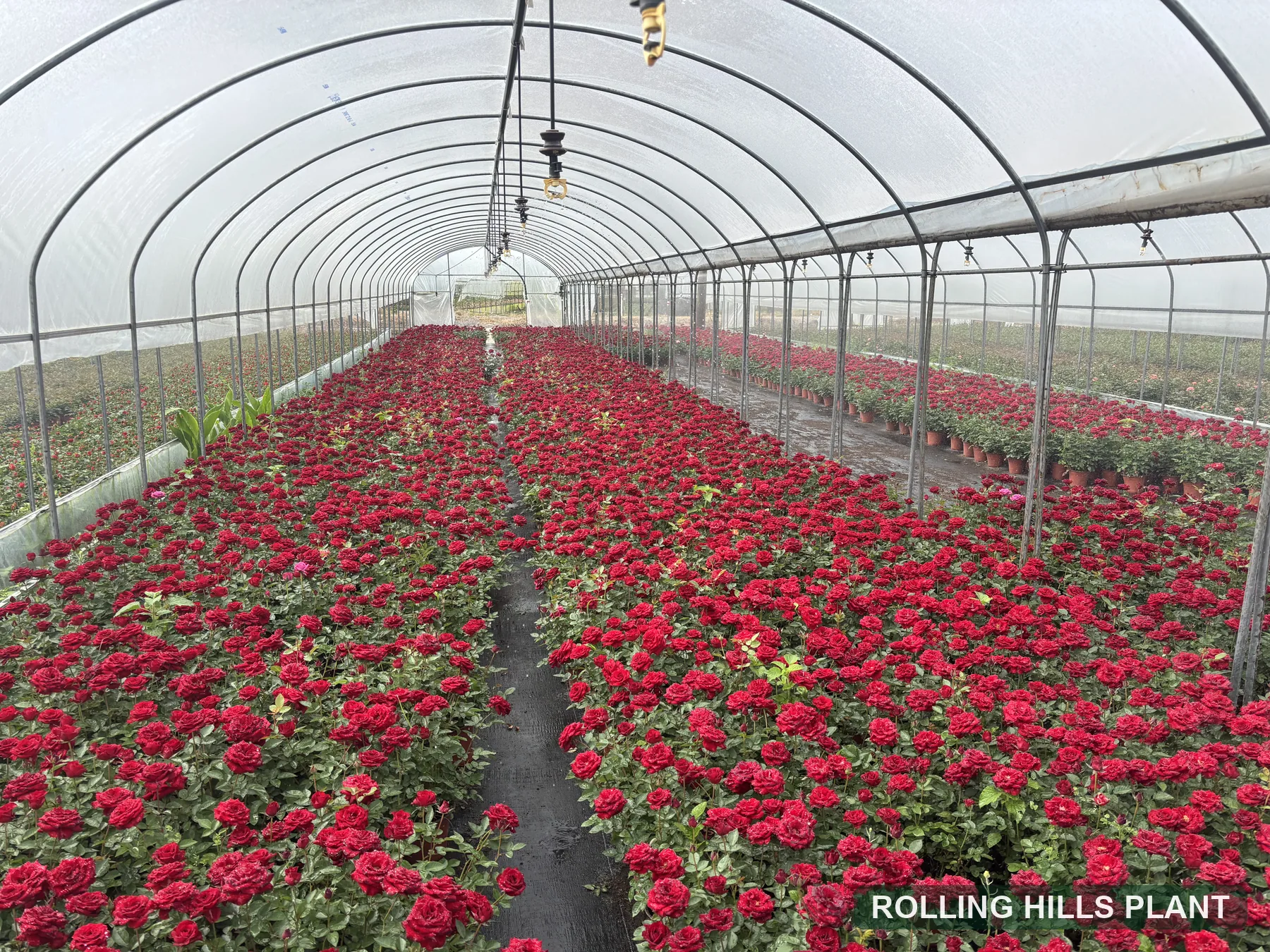Rosa spp. shrubs nursery stock