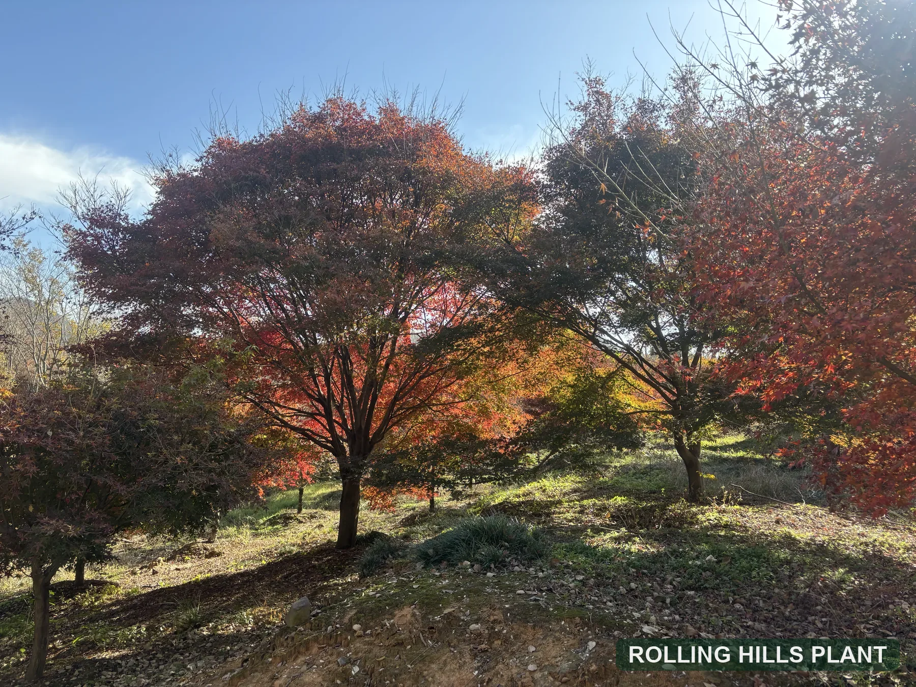 Acer palmatum trees nursery stock