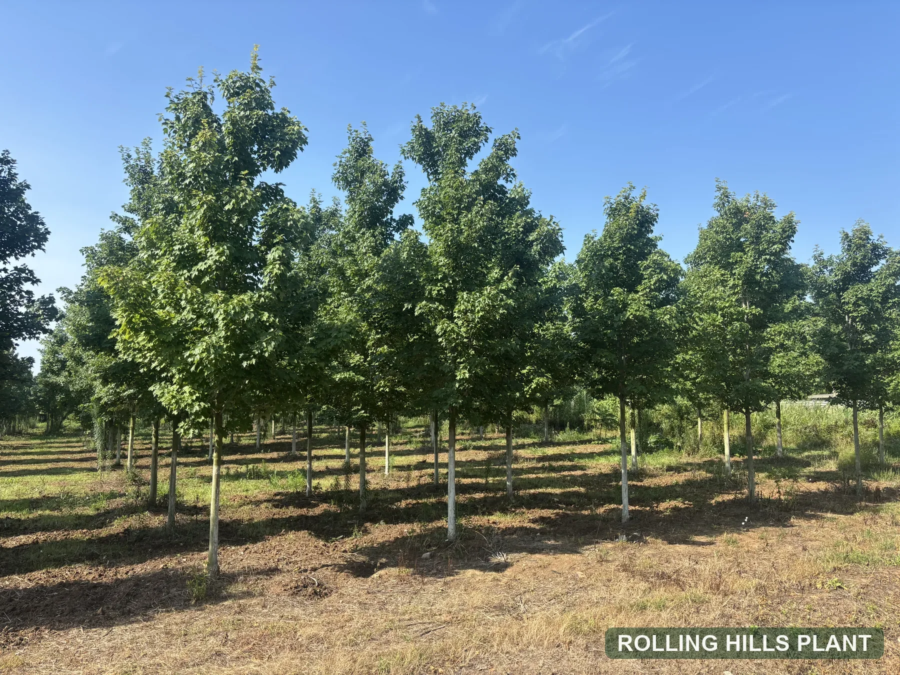 Acer rubrum trees nursery stock