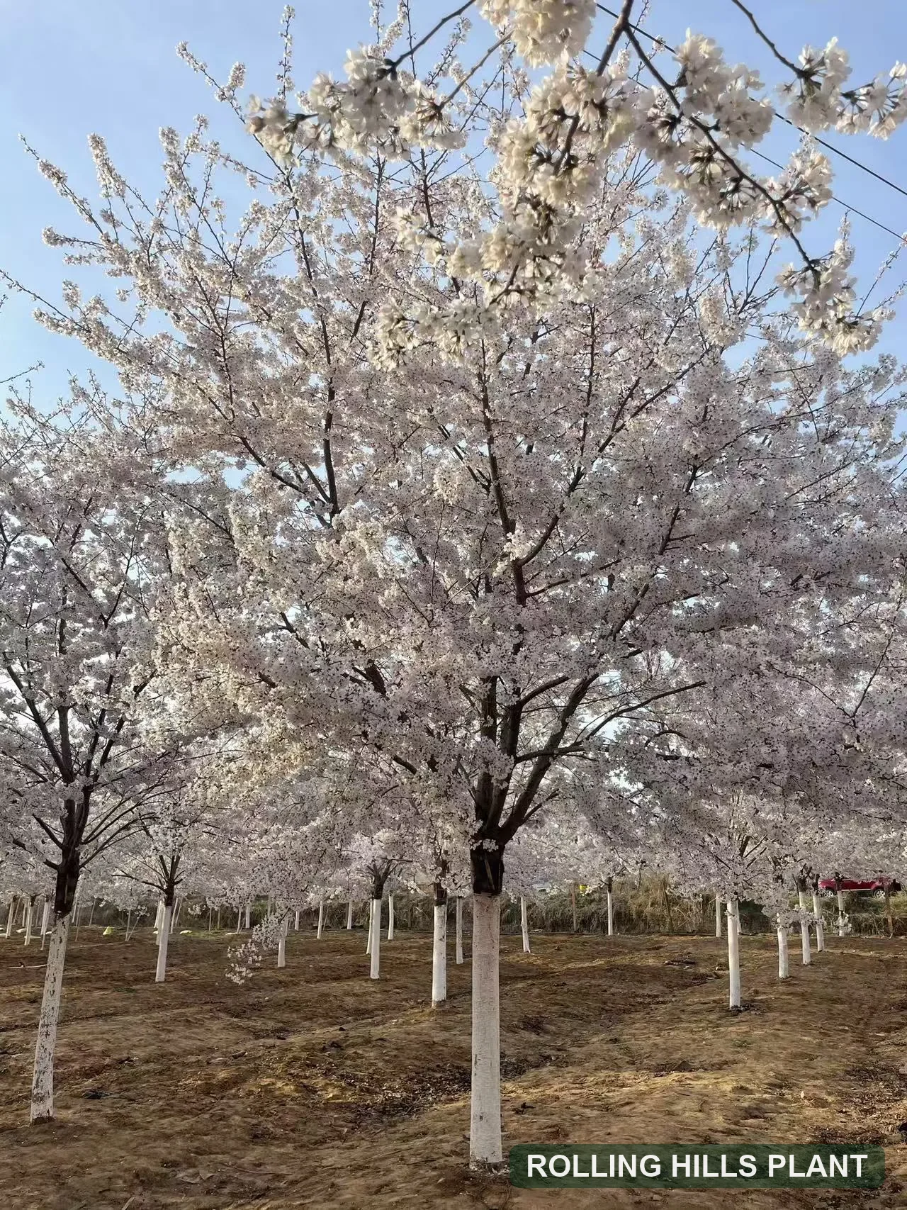 Prunus spp. trees nursery stock