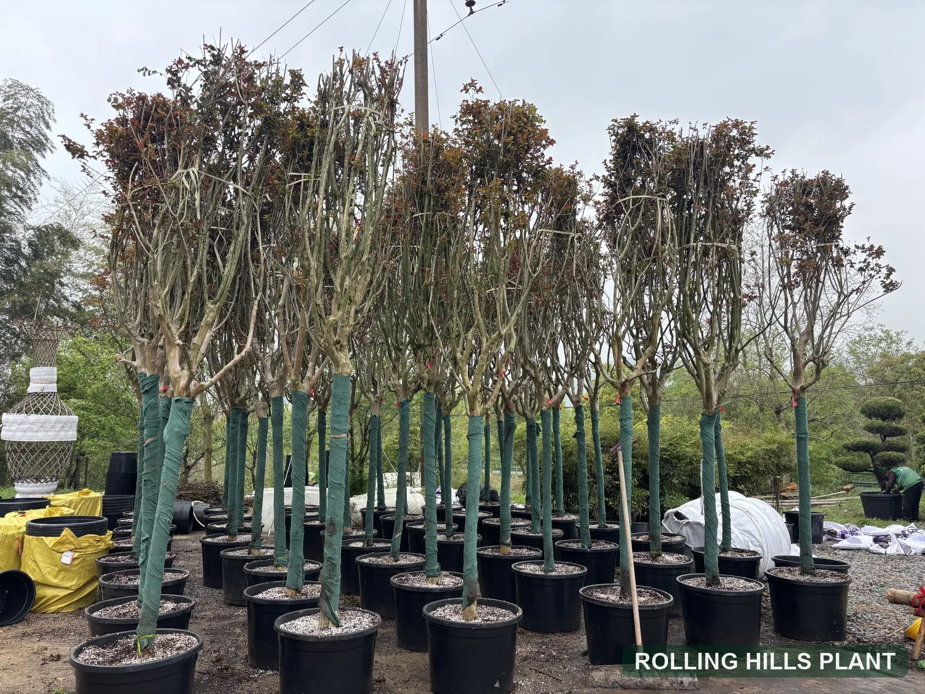 Lagerstroemia indica trees nursery stock
