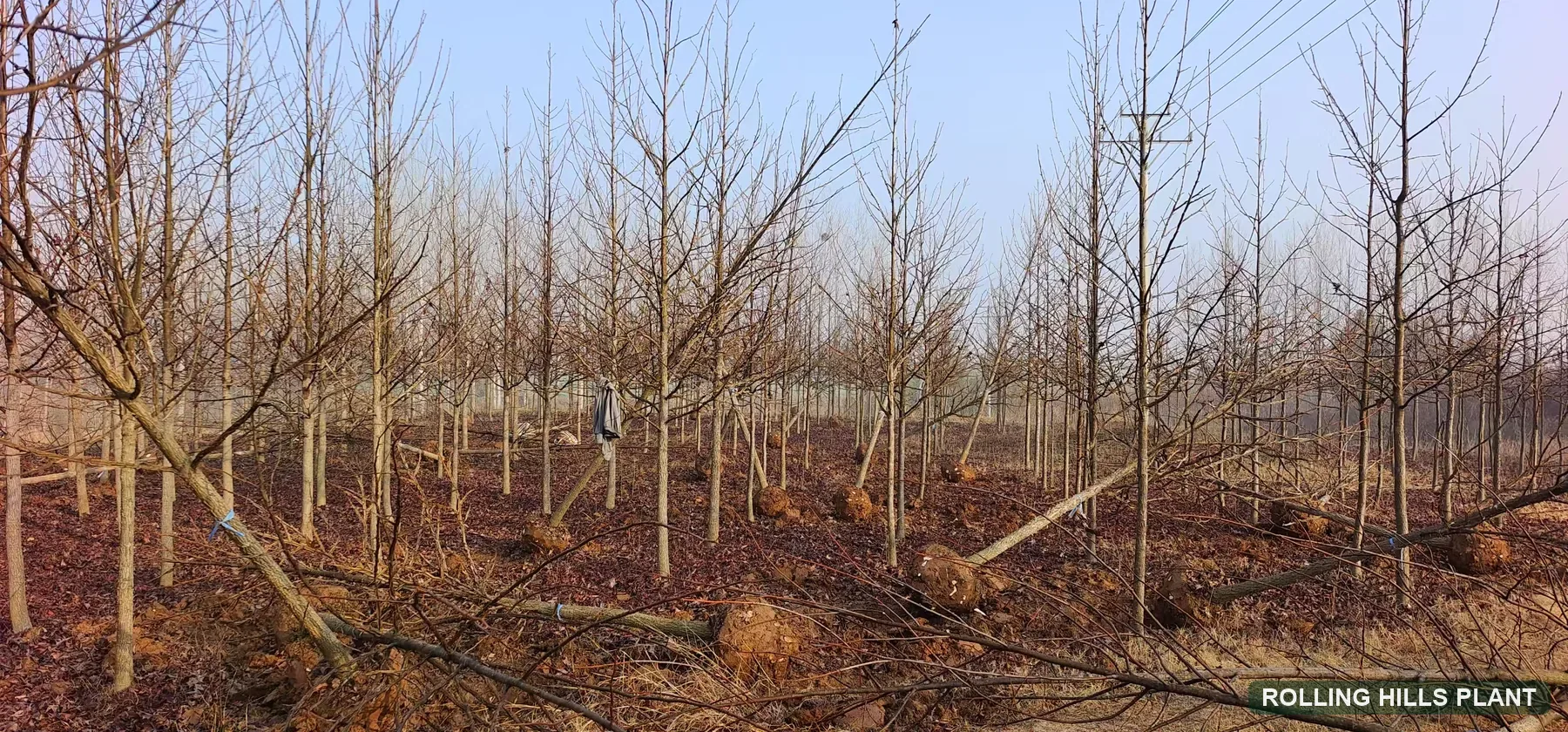 Liquidambar styraciflua trees nursery stock