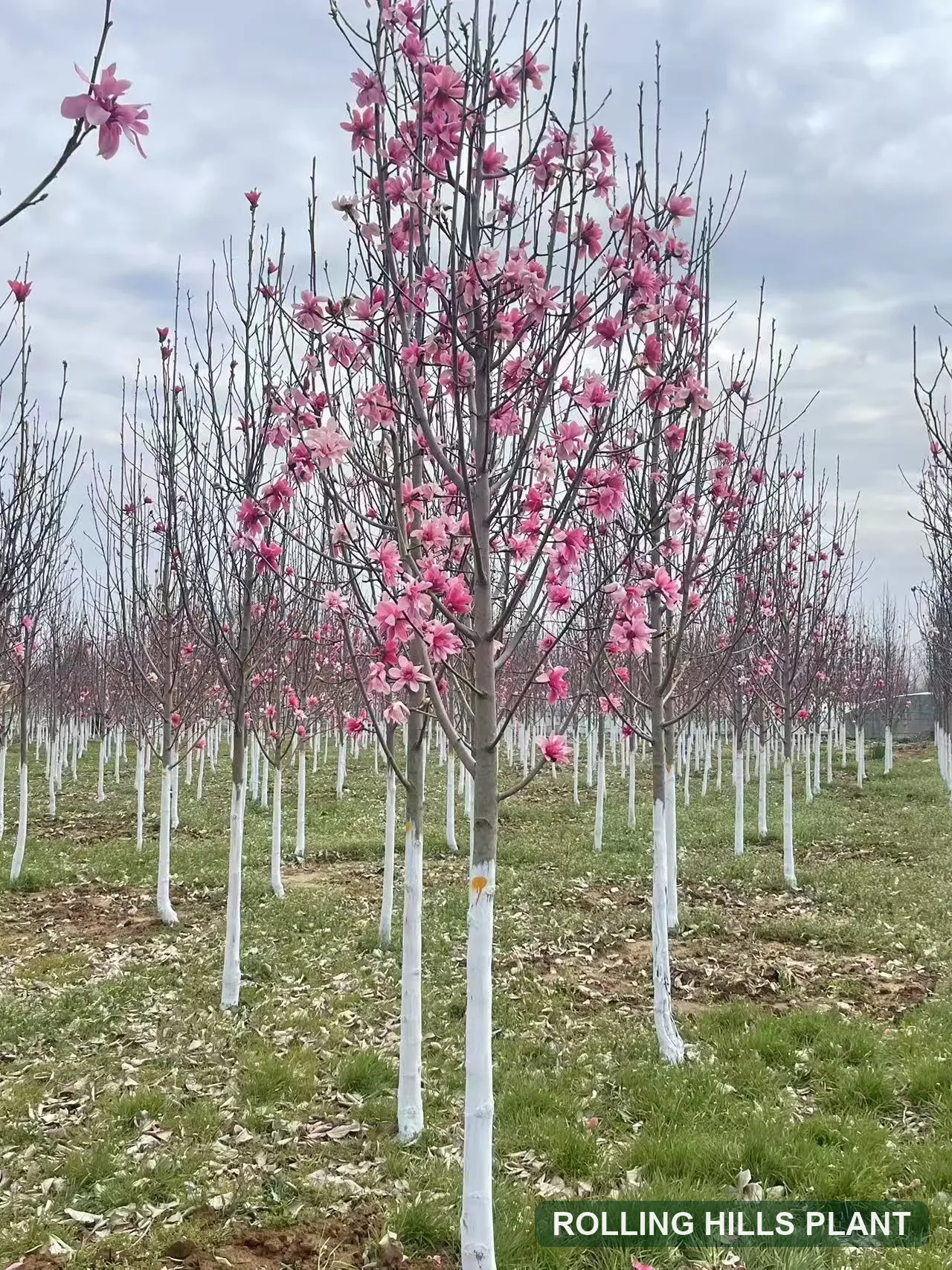 Magnolia liliiflora trees nursery stock