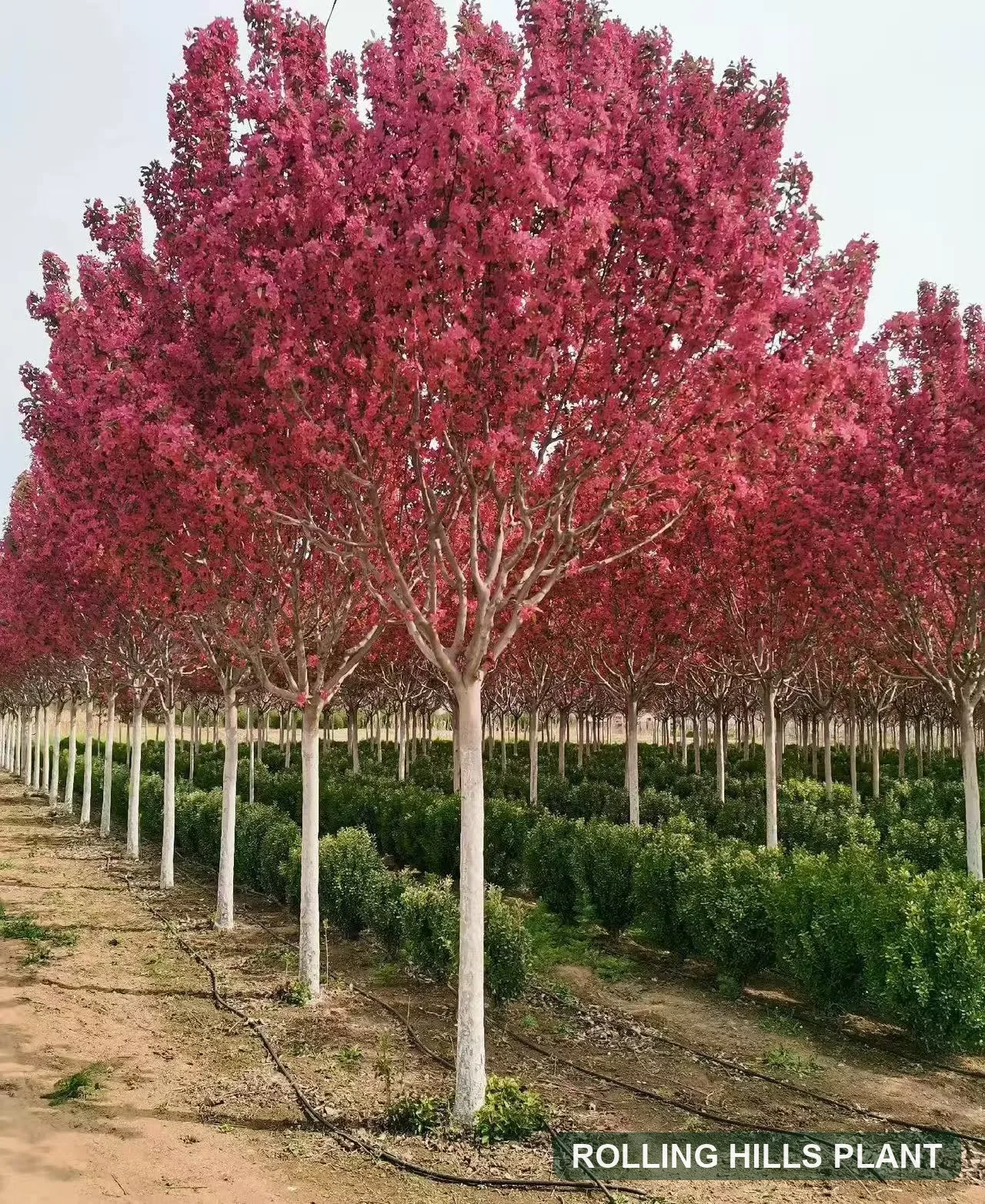 Malus spectabilis trees nursery stock