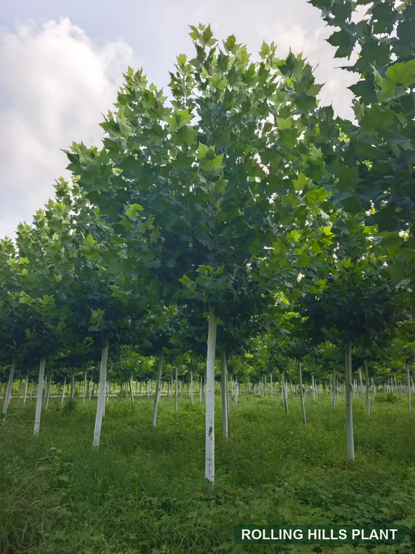 Platanus × acerifolia trees nursery stock