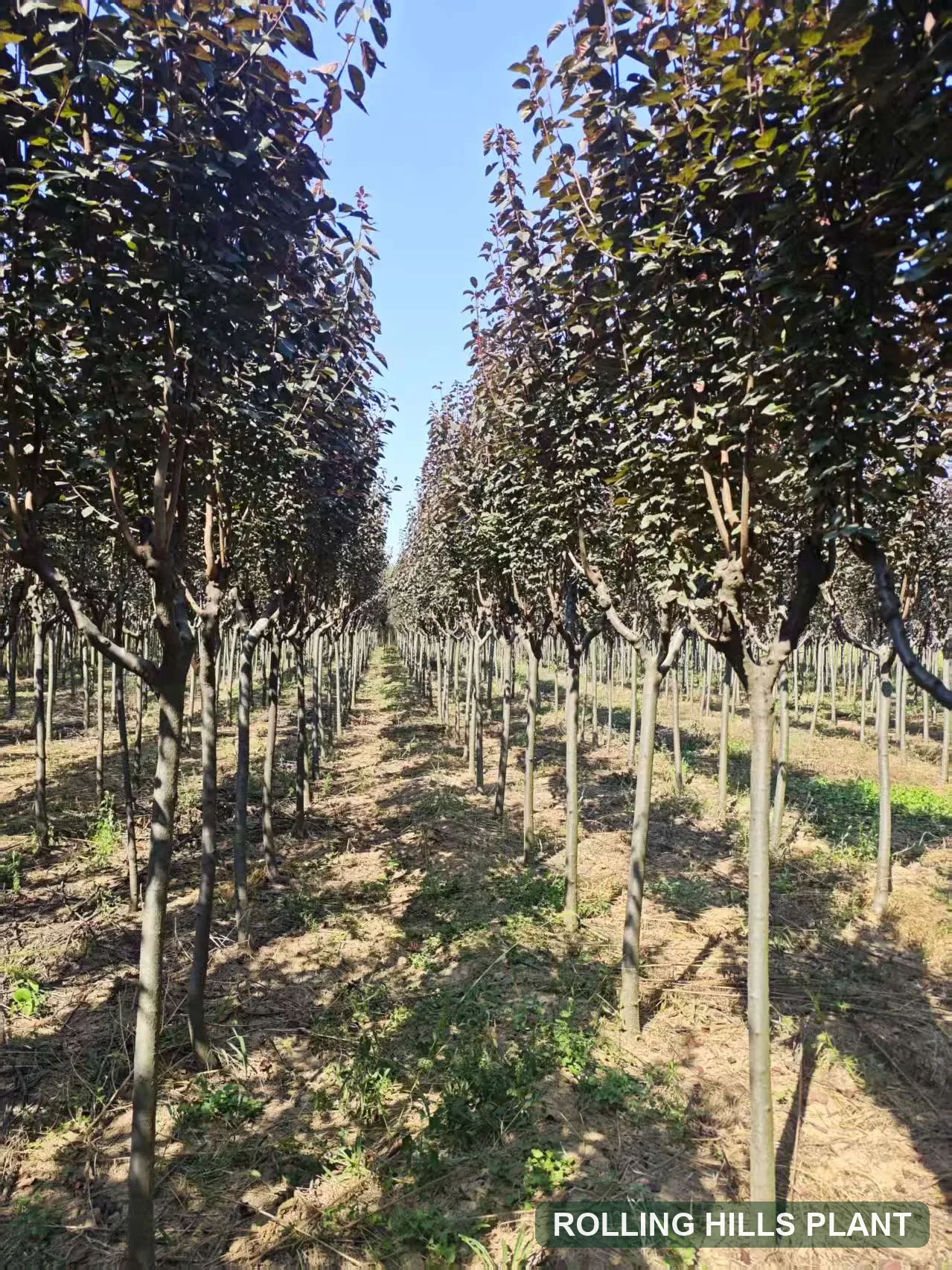 Prunus cerasifera ‘Atropurpurea’ trees nursery stock