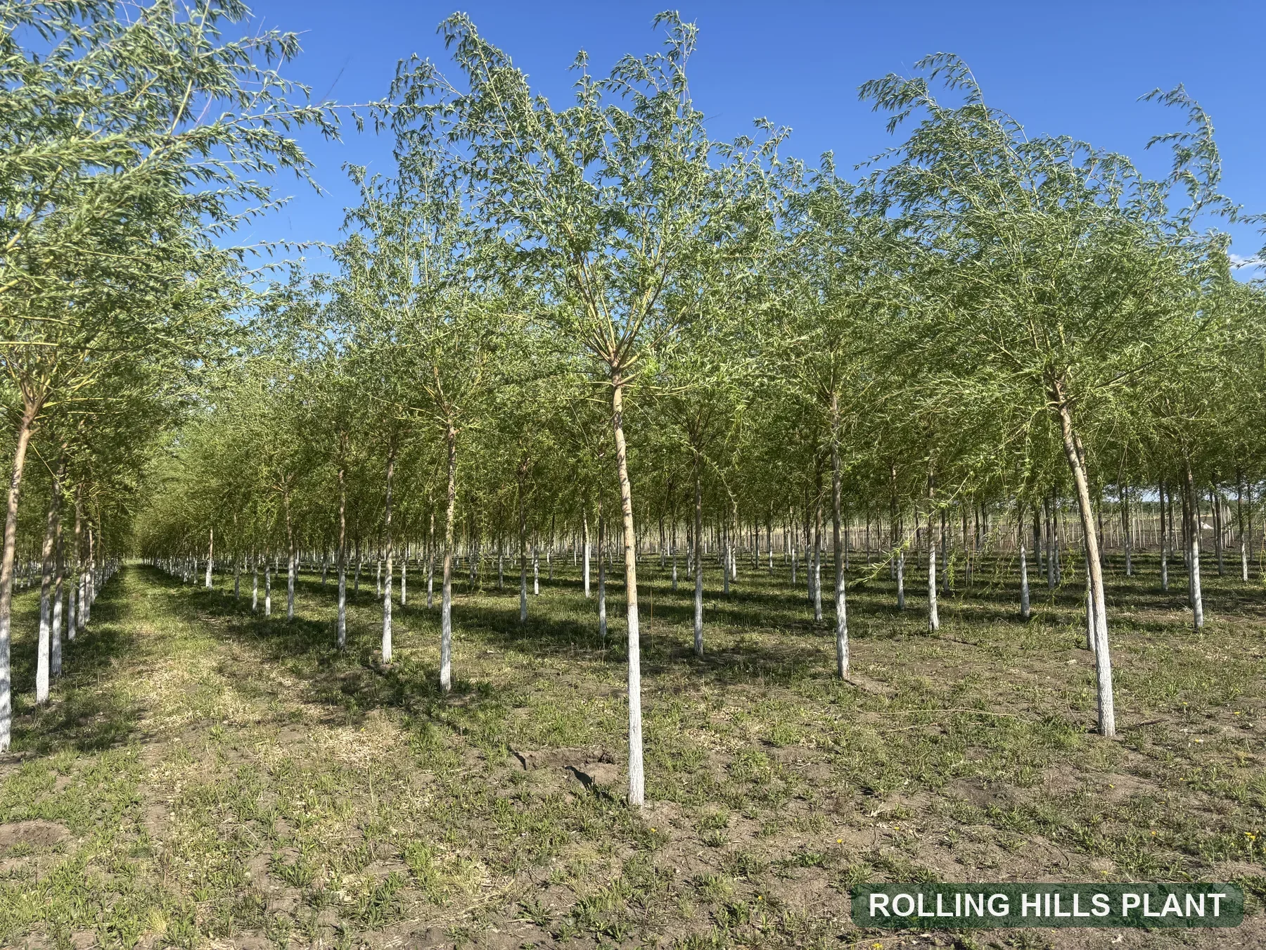 Salix babylonica trees nursery stock