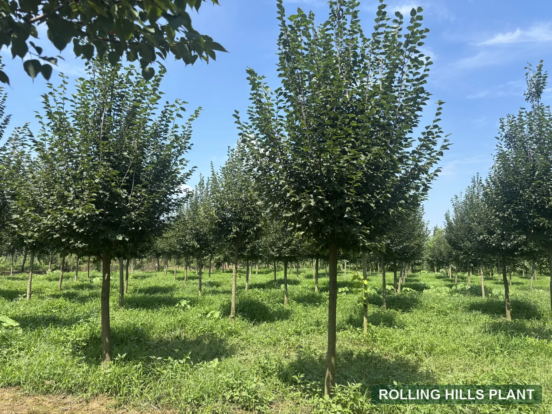 Tilia spp. trees nursery stock