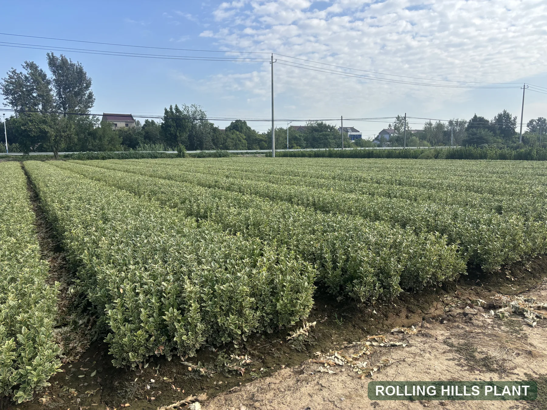 Euonymus japonicus 'Aureomarginatus' nursery field in China with Rolling Hills Plant watermark