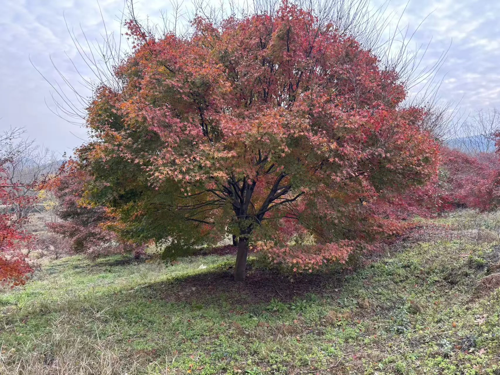 Nursery tree with autumn foliage at Rolling Hills Plant
