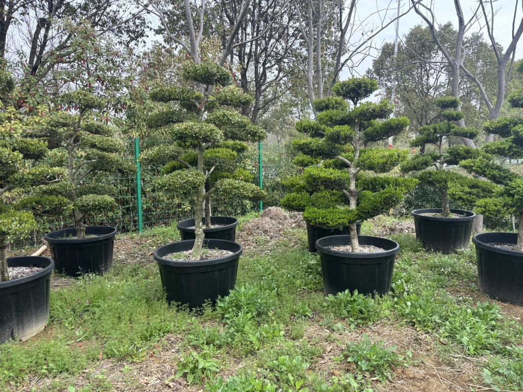Buxus sinica var. parvifolia bonsai nursery stock