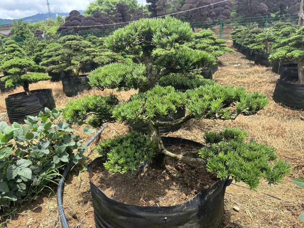 Podocarpus macrophyllus bonsai nursery stock