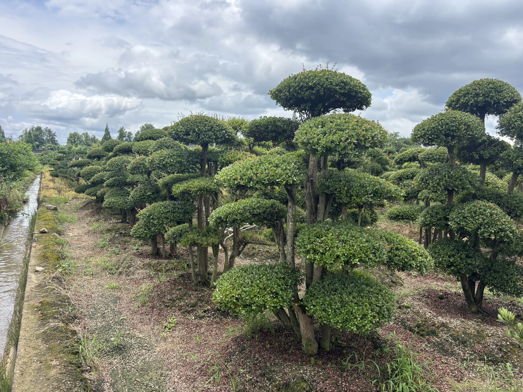 Syzygium buxifolium bonsai nursery stock