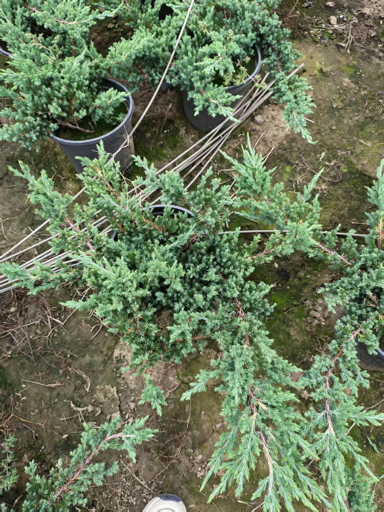 Juniperus procumbens shrubs nursery stock with Rolling Hills Plant watermark