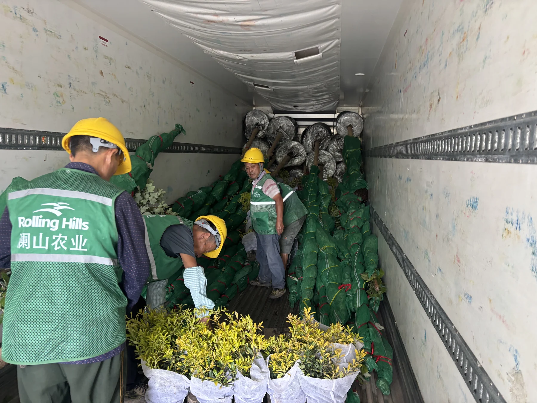 Plants arranged inside the container by the loading team.