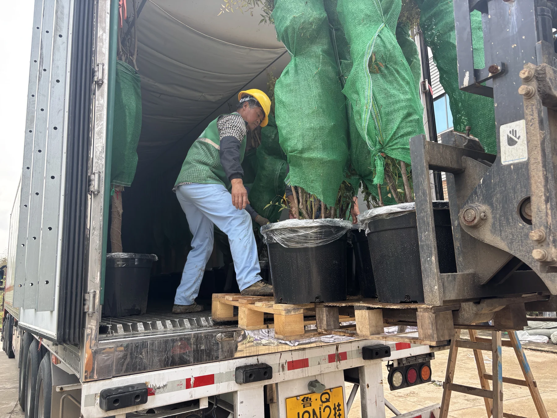 Palletized plants moved to the container entrance.