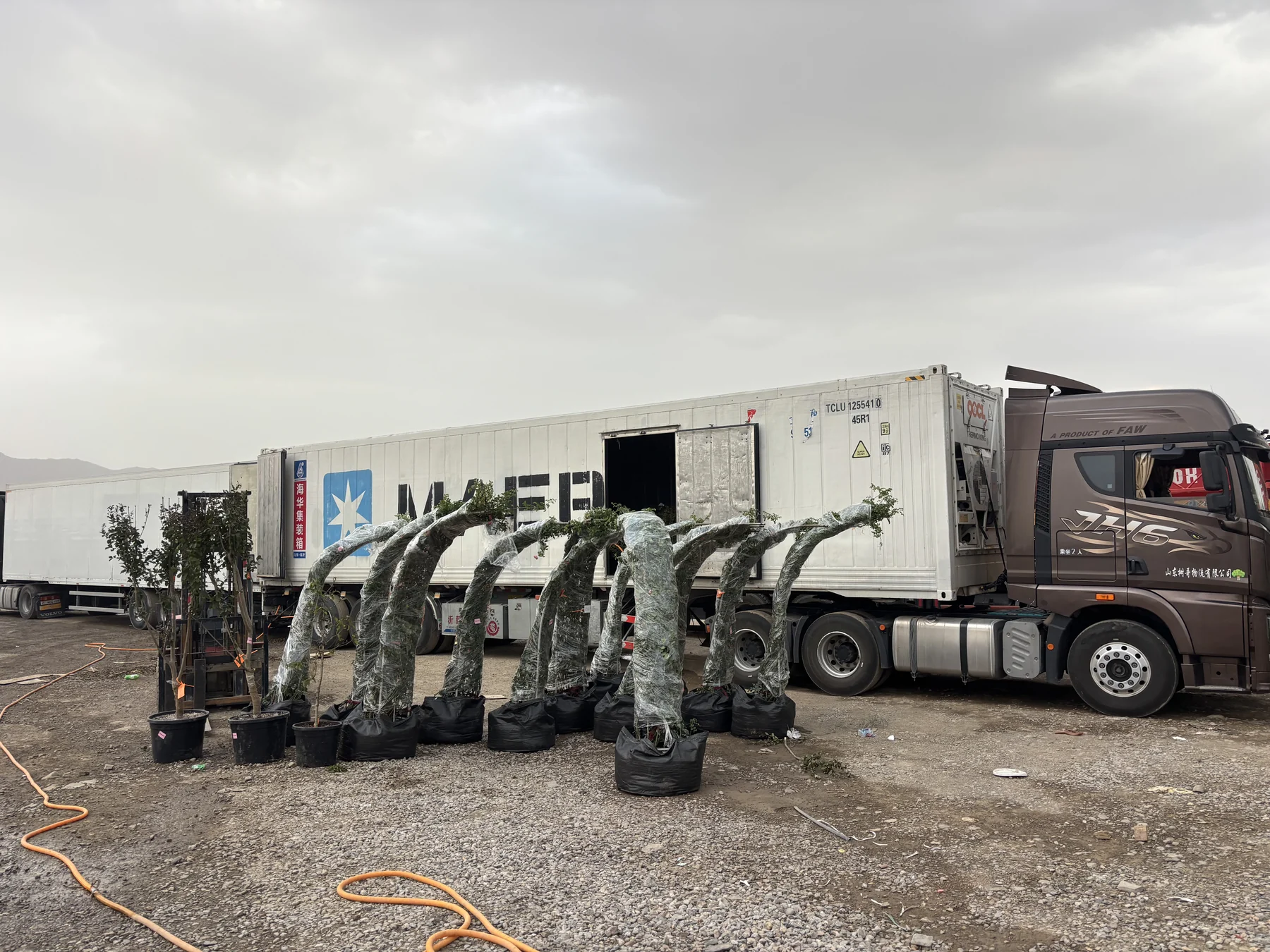 Wrapped plants staged beside the container truck.