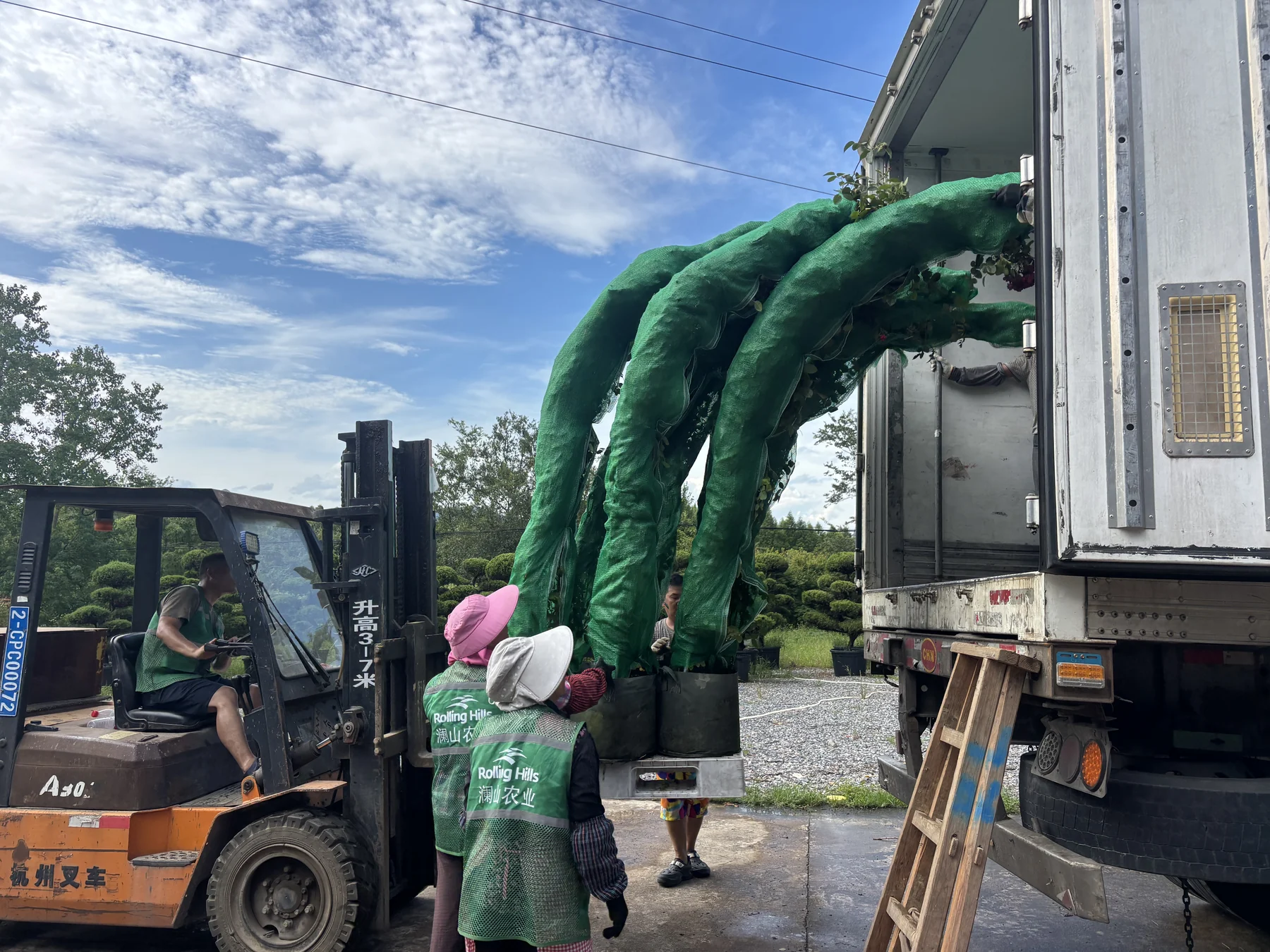 Wrapped shaped plants guided into the container.