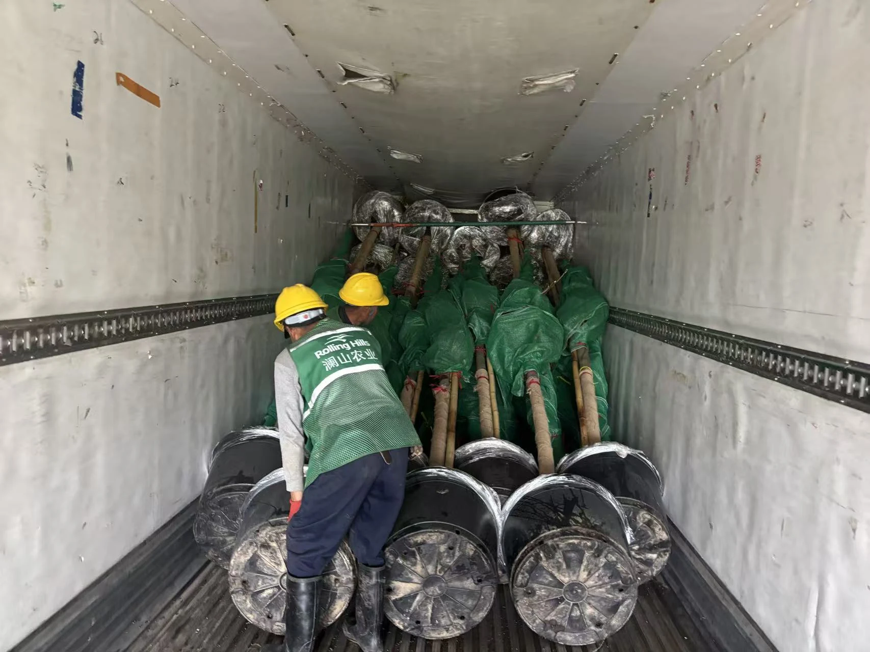 Our loading team arranges wrapped potted trees inside the container.