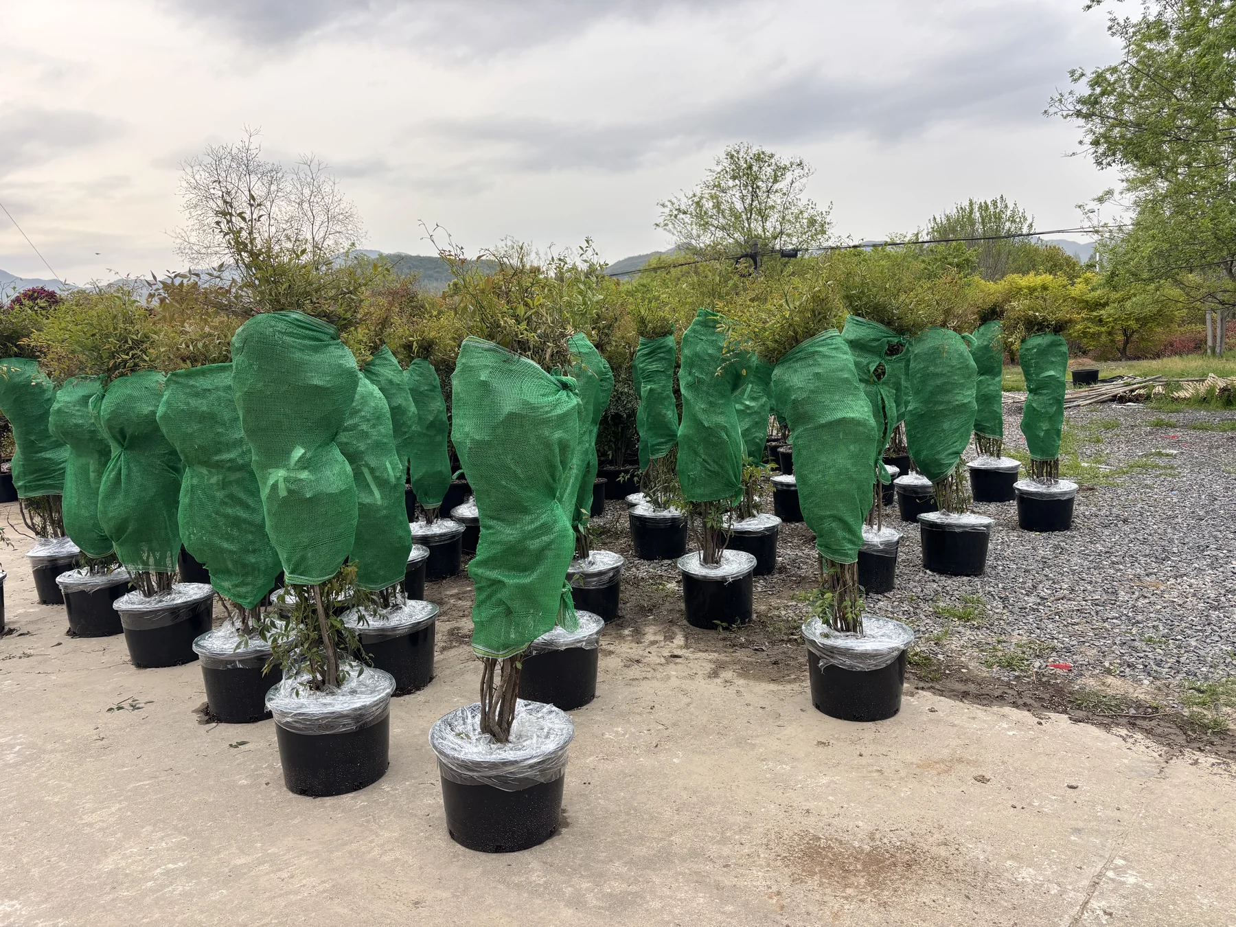 Wrapped potted plants staged before loading.
