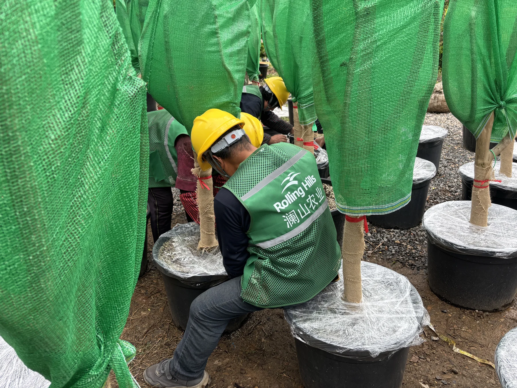 Our team secures protective wrapping around the pots.