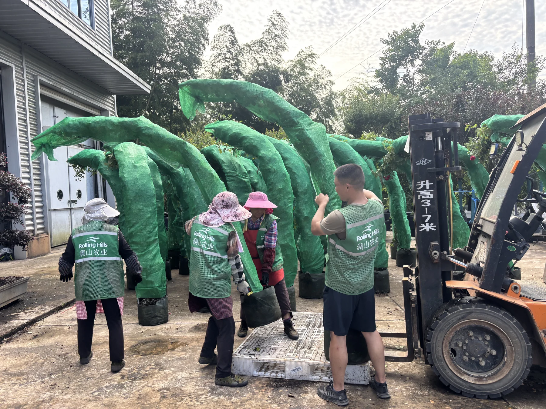 Wrapped shaped plants prepared for handling.
