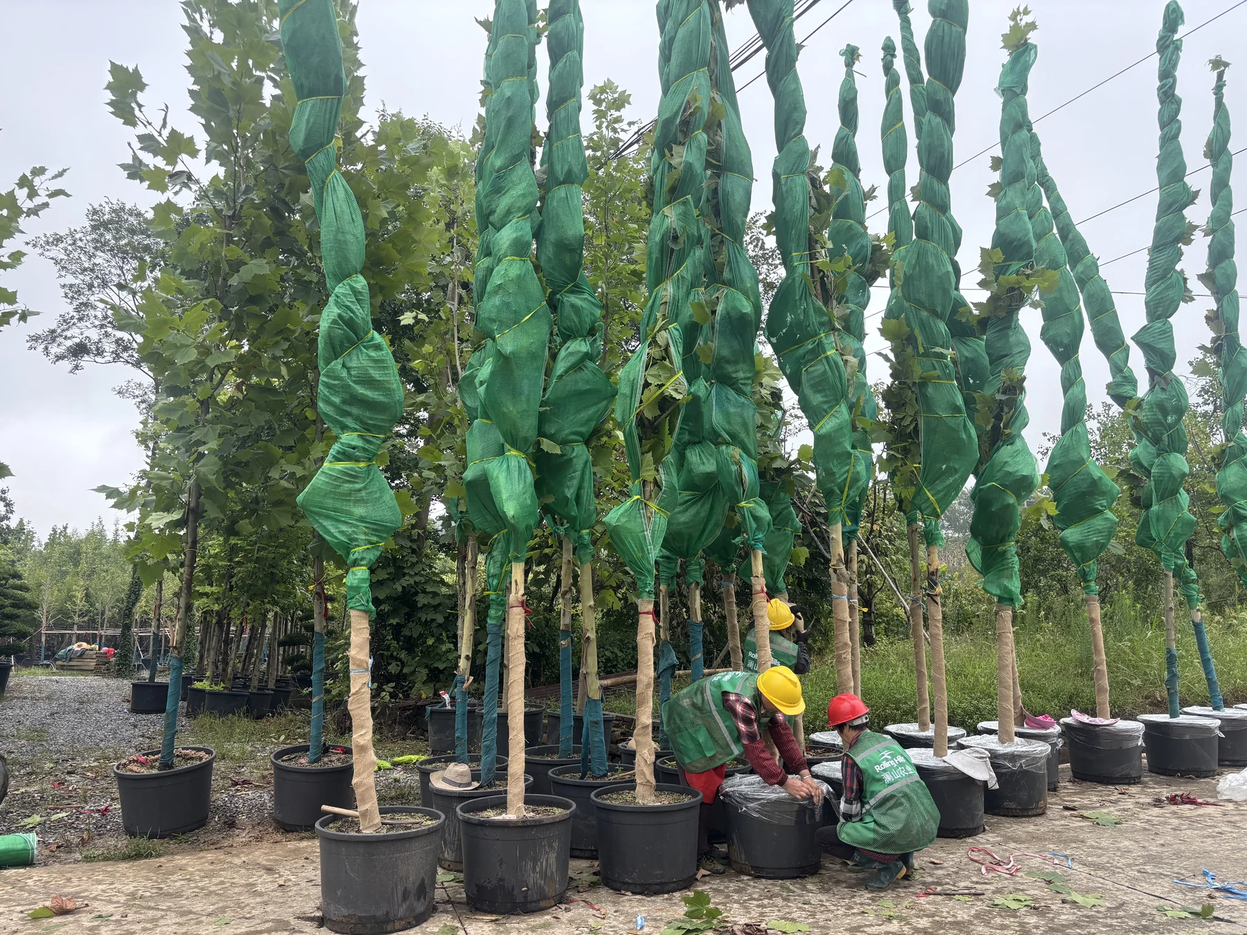 Tall trees wrapped and prepared by our nursery team.