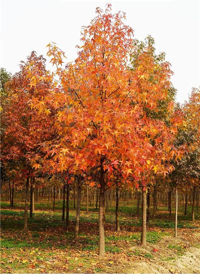 Liquidambar styraciflua trees nursery stock