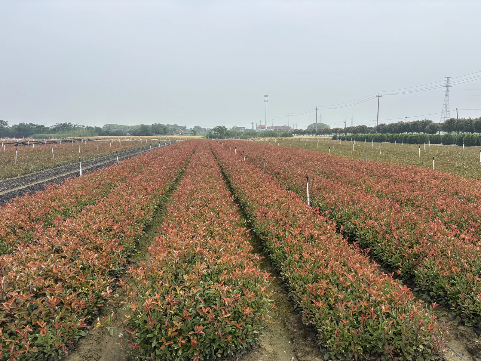 Photinia plants growing in the nursery.