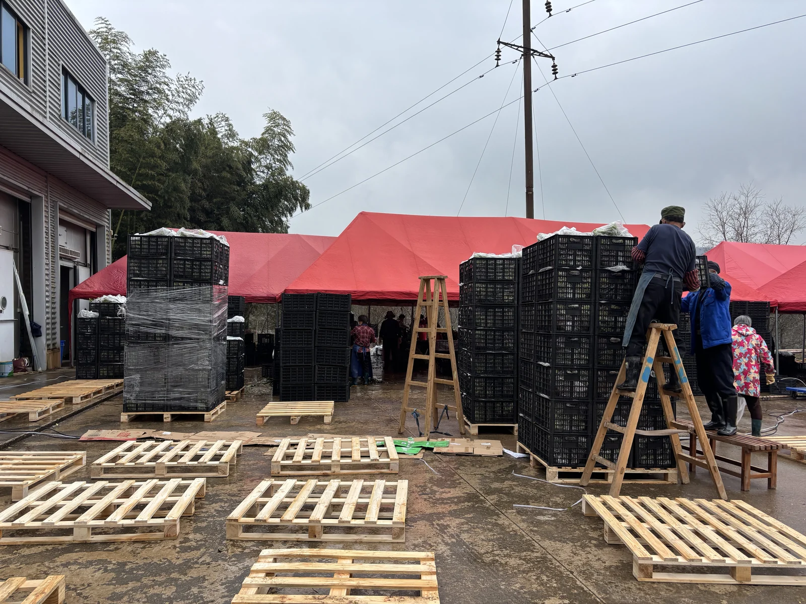 Crates of plants stacked on pallets and wrapped for handling.