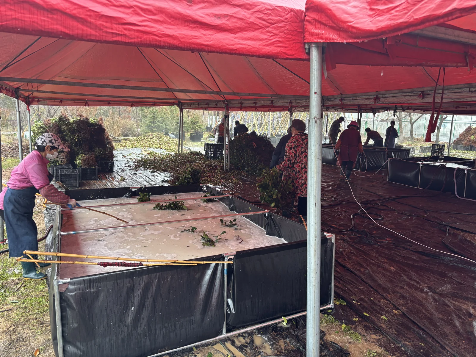 Phytosanitary treatment of nursery plants.