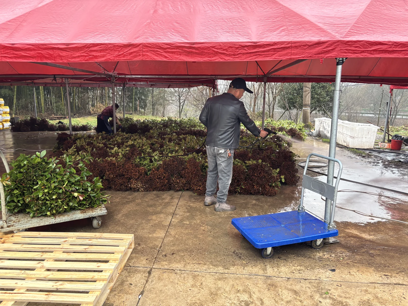 Root-washing work during plant preparation.