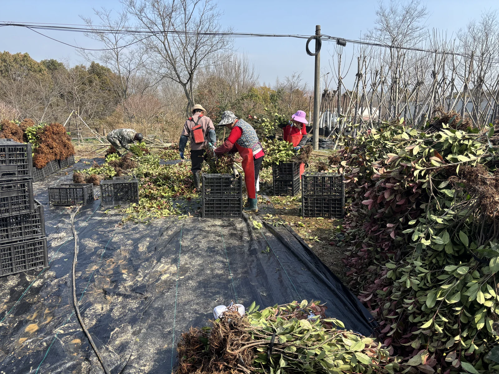 Sorting and trimming seedlings at the nursery.